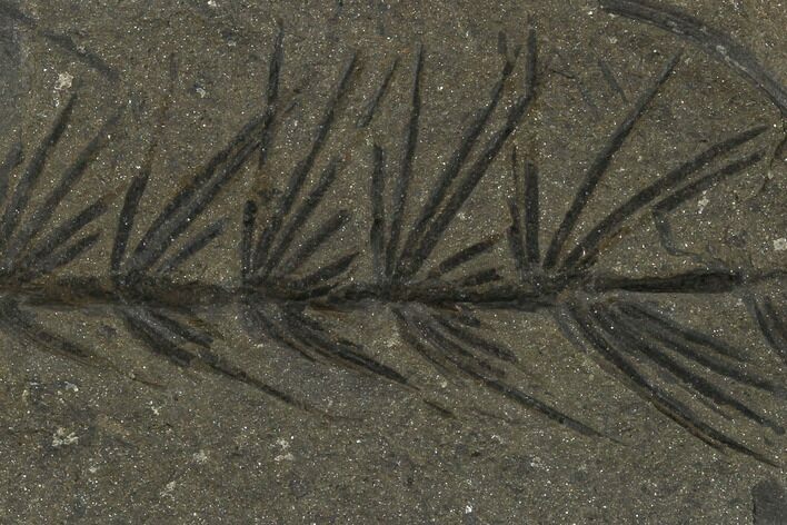 Fossil Pennsylvanian Horsetail (Asterophyllites) - France #114632